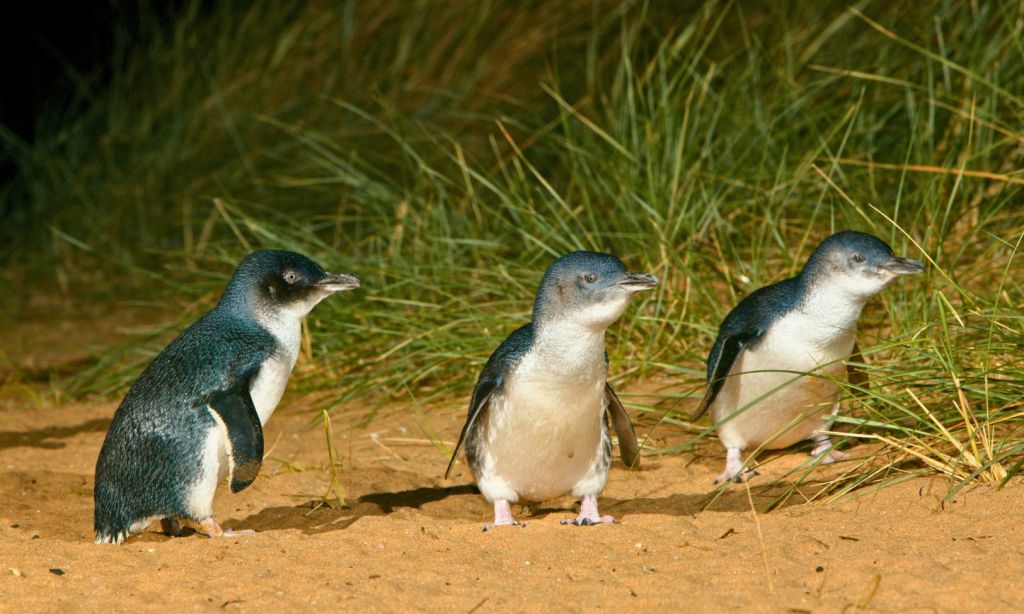 푸른 잔디를 배경으로 모래사장에 서 있는 세 마리의 작은 펭귄.