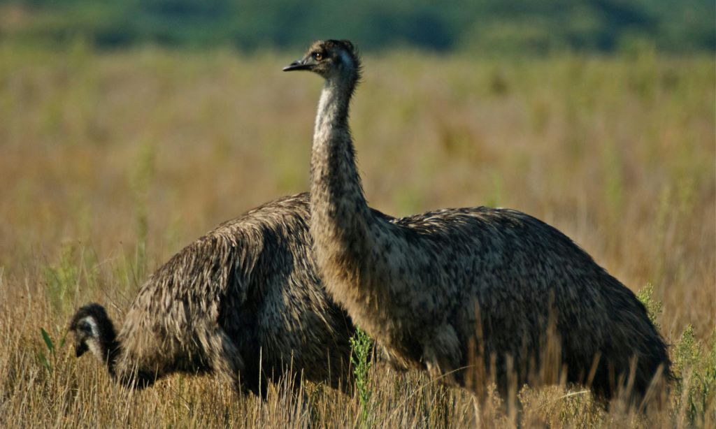 푸르름을 배경으로 높은 잔디밭에 서 있는 두 명의 에무스.