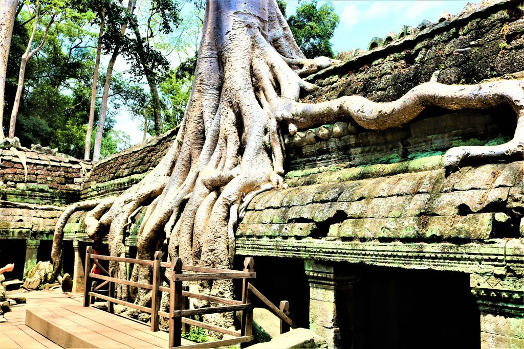 오래된 석조 유적지에 굵은 나무 뿌리가 무성하게 자라고 있으며, 커다란 나뭇가지가 풍화된 벽을 감싸고 있고 앞쪽에는 나무 난간이 있습니다.