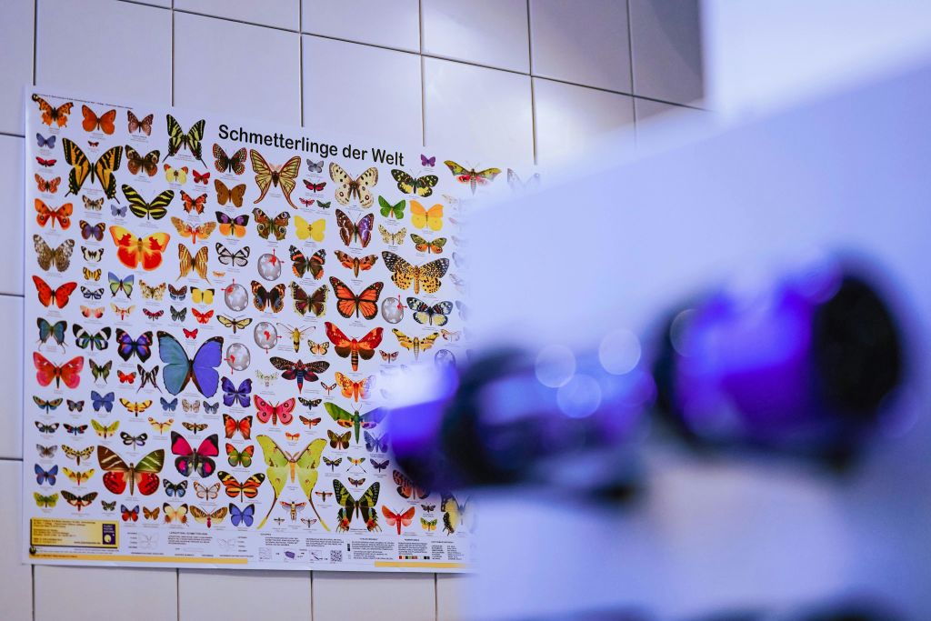 나비는 무한대에서 필수적인 요소입니다.