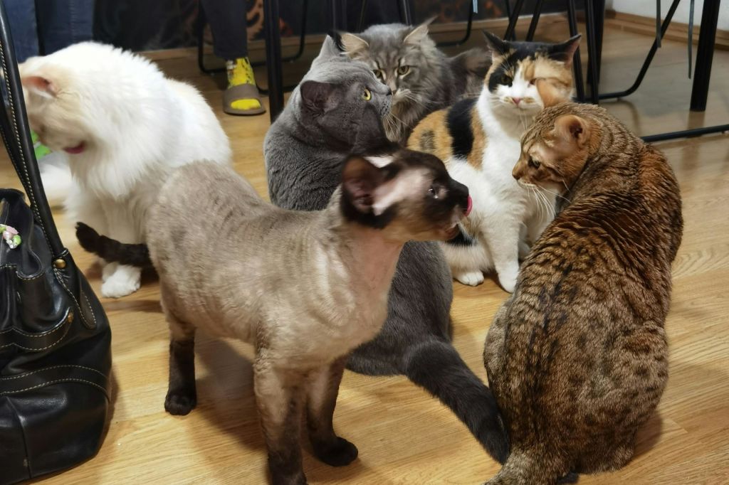 특수 고양이 회사