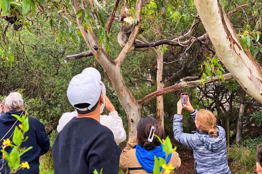 자연 서식지에서 즐기는 코알라 명소 투어
