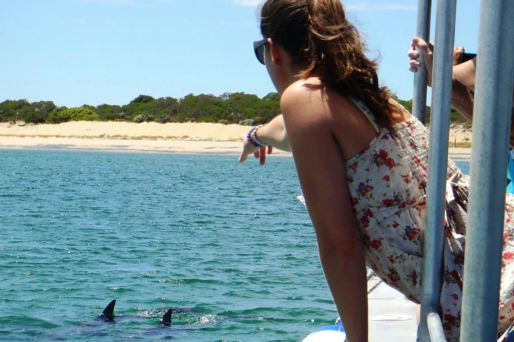 물에 젖지 않고 돌고래에게 다가가세요. 투어 티켓으로 돌고래 보호에도 기여하세요!