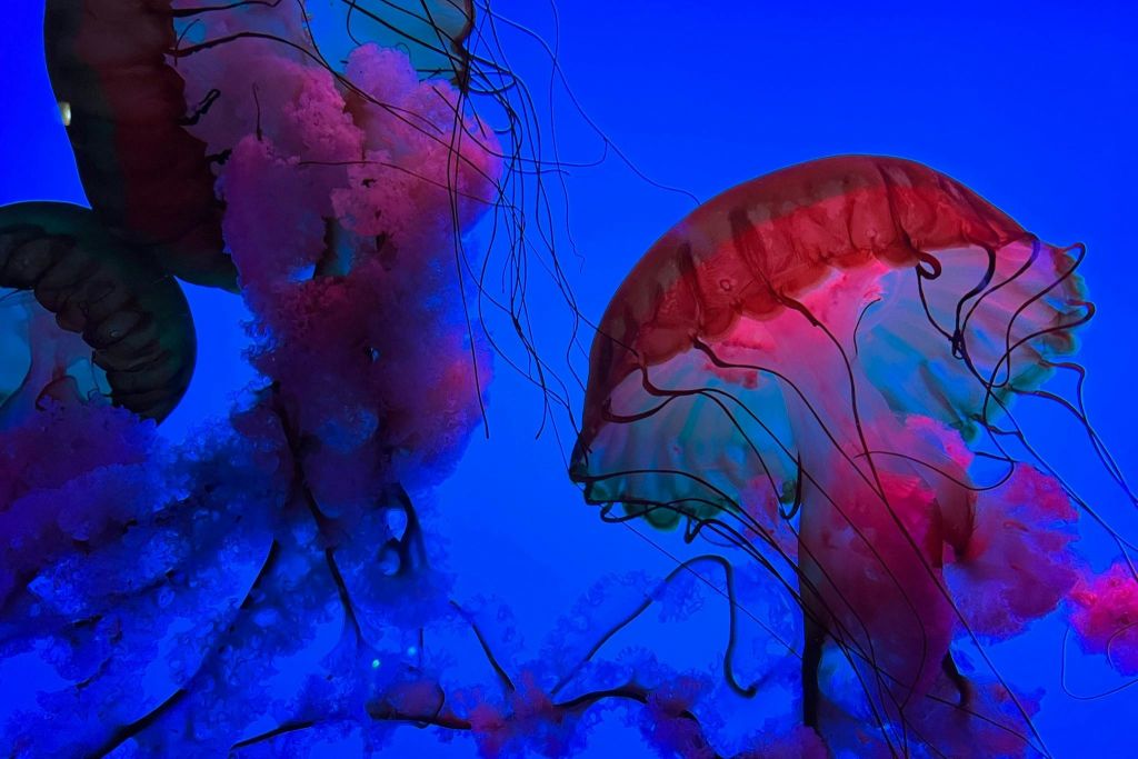 리플리스아쿠아리움오브더스모키스