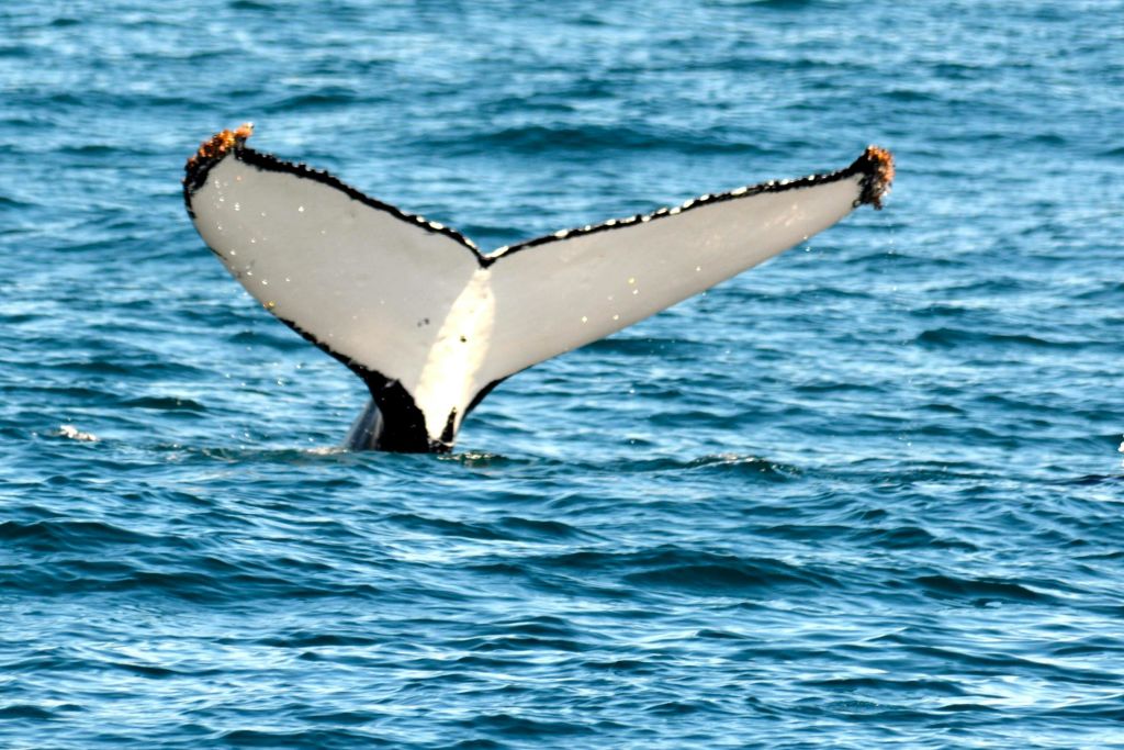 푸른 바닷물에서 고래의 꼬리 지느러미가 나타나 아래쪽의 대조적인 흑백 패턴을 보여줍니다.