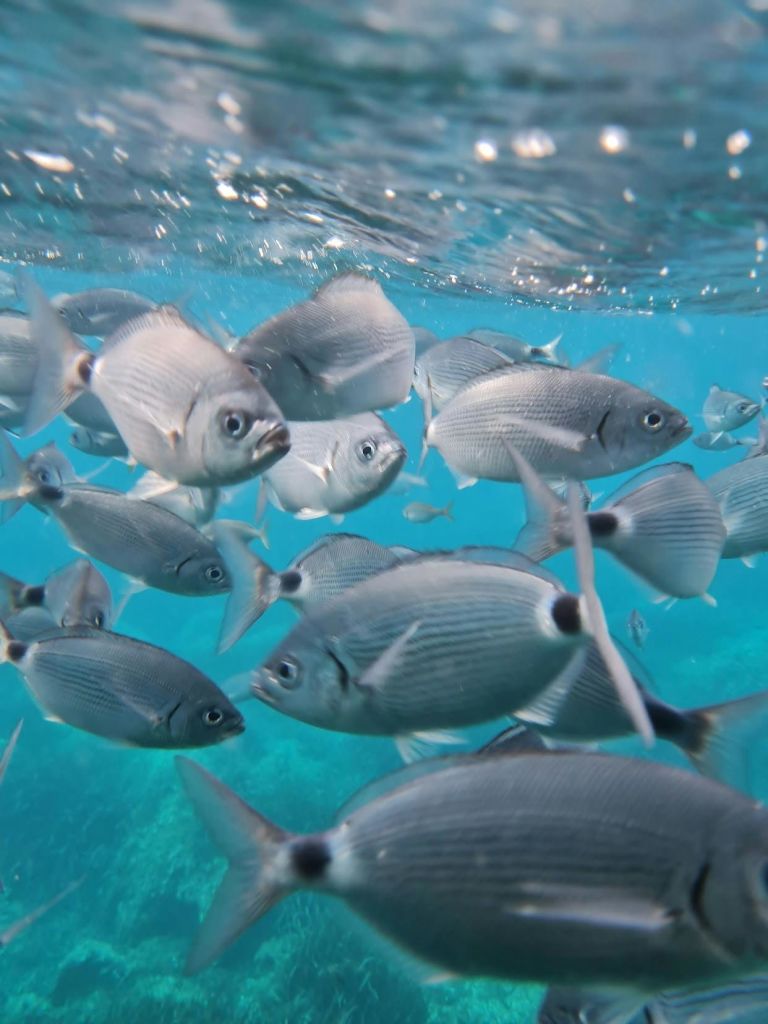 맑고 푸른 바다에서 물속을 헤엄치는 은빛 물고기 학교.