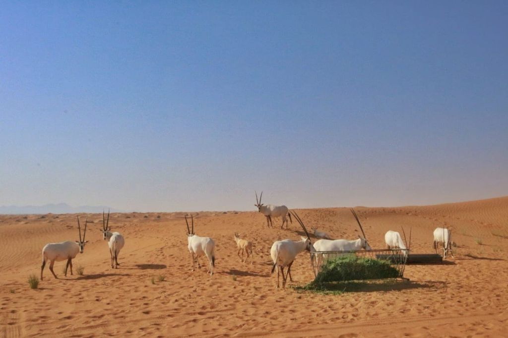 두바이 오리엔트 투어 - 일출 사막 사파리
