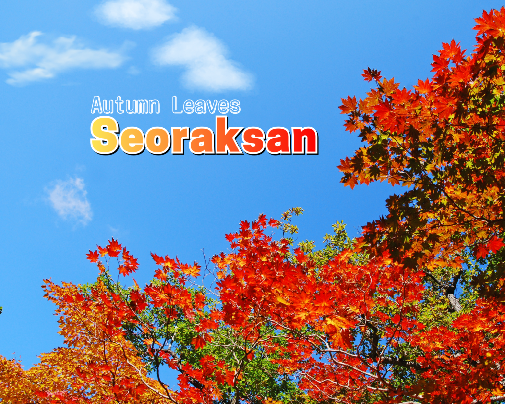 Autumn - Seoraksan National Park Maple leaves | Cable Car Day Tour