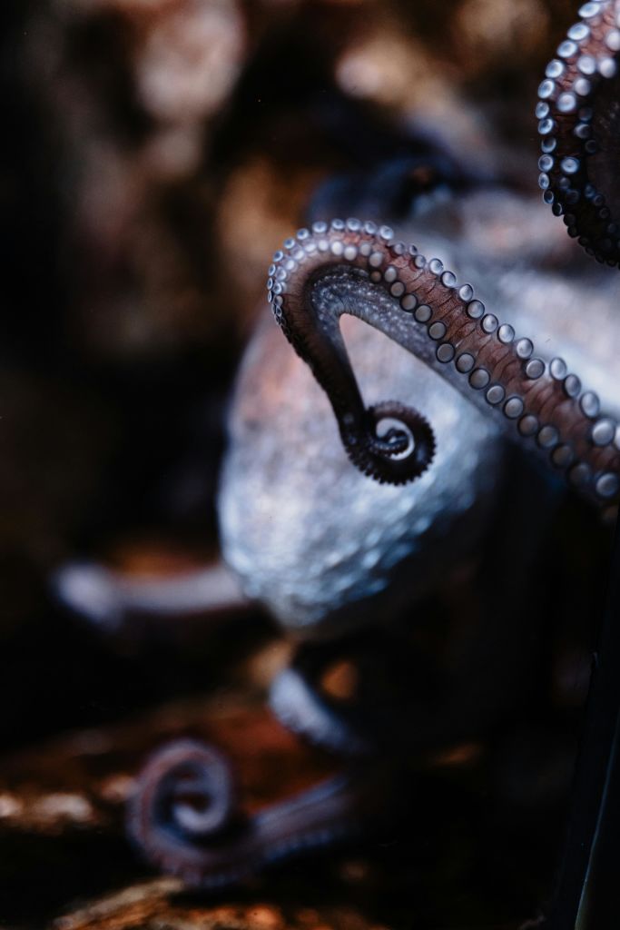 흐릿하고 어두운 배경에 세워진 흡입 컵이 보이는 문어 촉수의 클로즈업입니다.