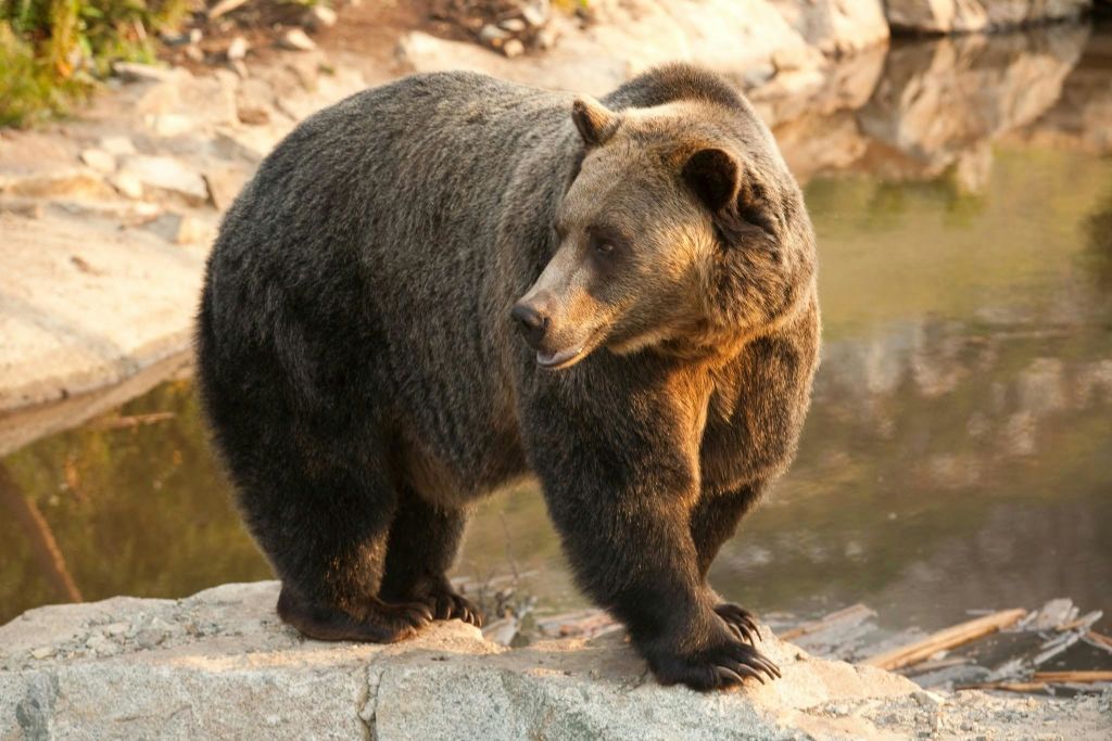 그라우스 산 - 주민 그리즐리 베어