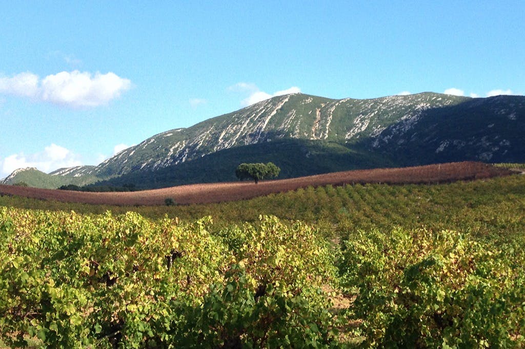 아라비다 와인 농장 풍경