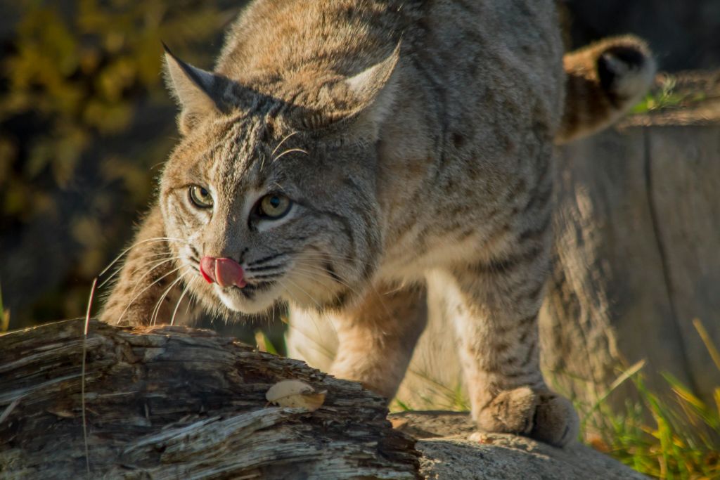 연한 갈색 털과 검은 줄무늬가 있는 보브캣이 자연스러운 분위기에서 쓰러진 나무 위로 올라가 코를 핥습니다.