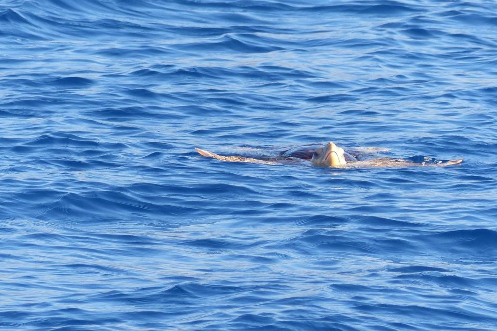 바다거북 관찰.