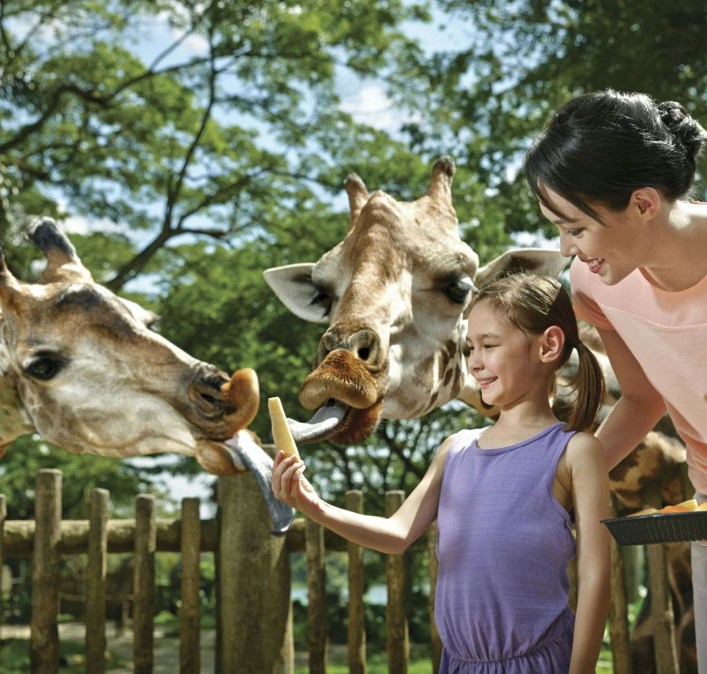 나무를 배경으로 나무 울타리 너머로 한 여성과 소녀가 기린을 먹이고 있습니다. 소녀는 기린의 입 근처에서 간식을 들고 있습니다.