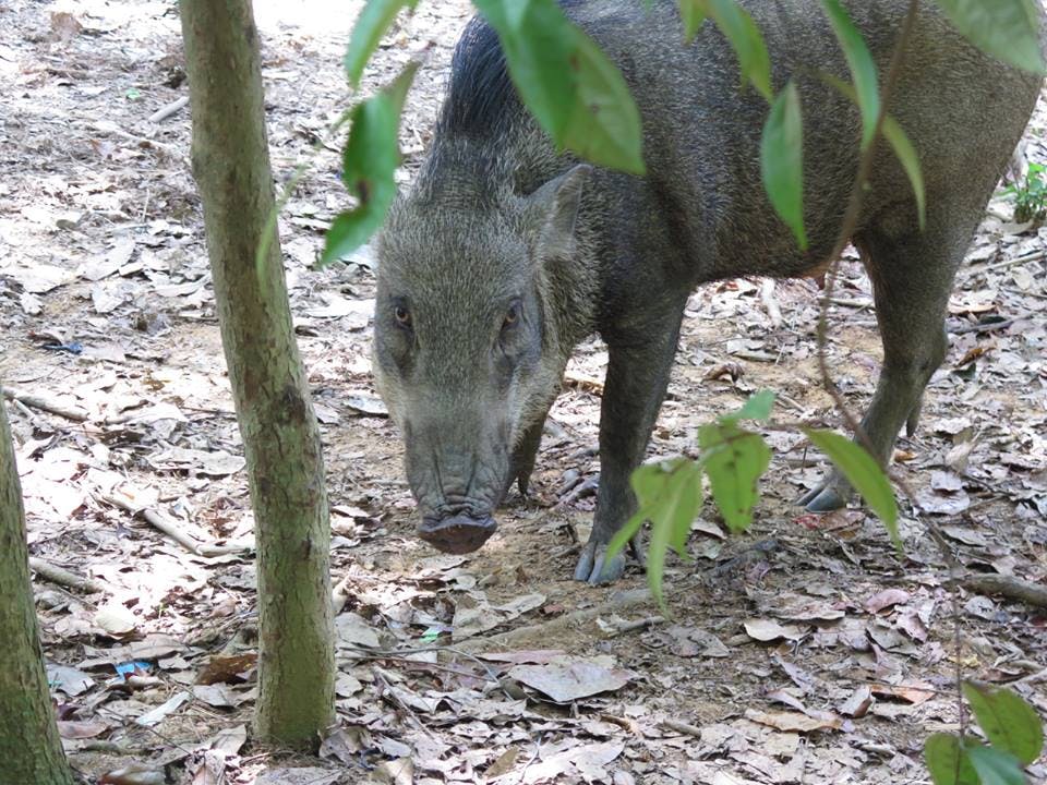 멧돼지가 마른 잎으로 뒤덮인 숲 바닥에 서 있고, 그 주위에는 나무와 푸른 단풍이 있습니다.