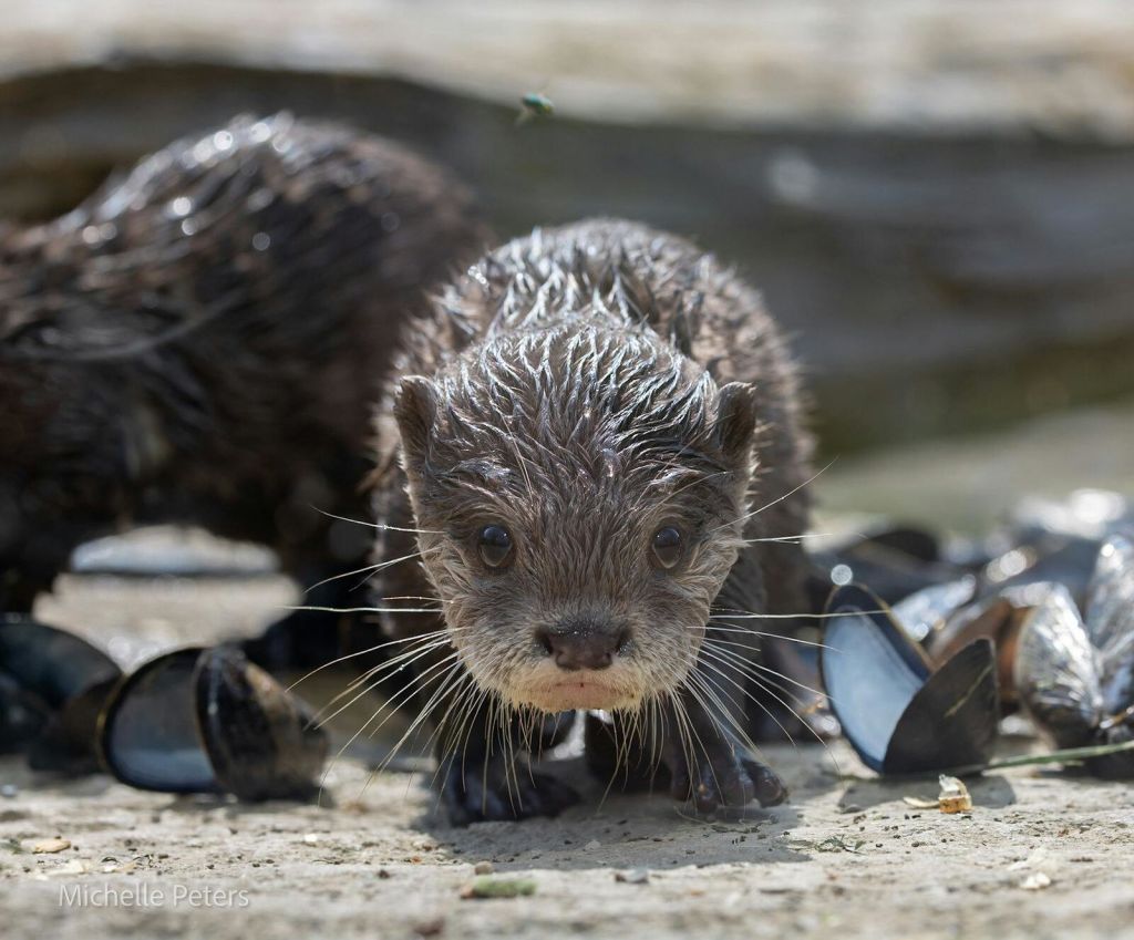 깨진 홍합 껍질로 둘러싸인 표면에 서 있는 젖은 수달이 카메라를 직접 바라보고 있습니다.