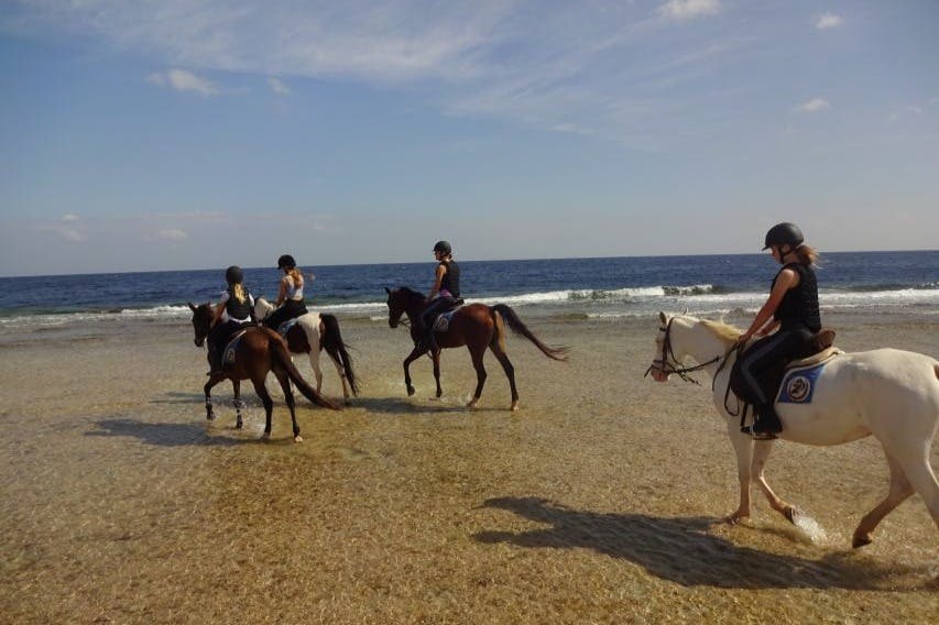 말과 함께 수영하기 - 마르사알람