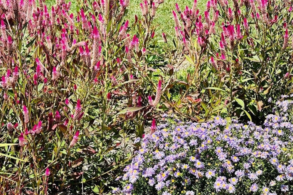 키 큰 줄기에 분홍색 꽃이 핀 정원과 녹색 단풍으로 둘러싸인 보라색 데이지 무리가 있습니다.