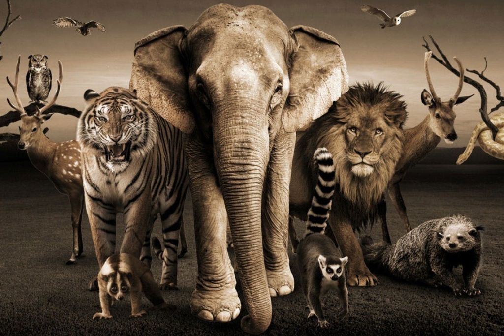 인도네시아인이 아닌 사람들을 위한 발리 동물원