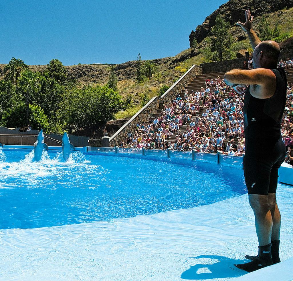 트레이너가 수영장에서 공연하는 돌고래를 제스처로 보여주며, 많은 관객이 경기장 좌석에서 돌고래를 지켜보고 있습니다.