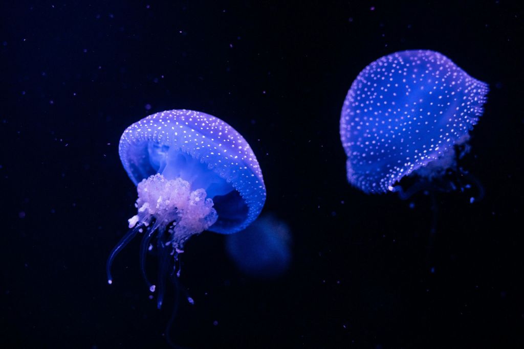 화이트 스팟 해파리