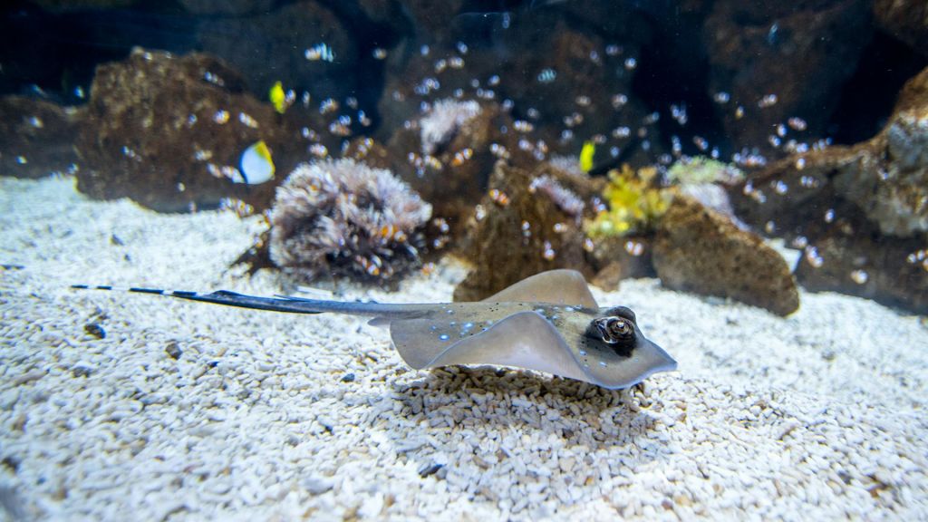 바위와 작은 물고기를 배경으로 수족관의 모래 바닥에 가오리가 미끄러집니다.