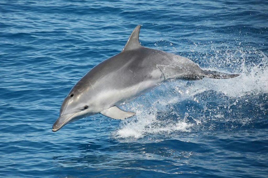 카가리섬으로 떠나는 여행