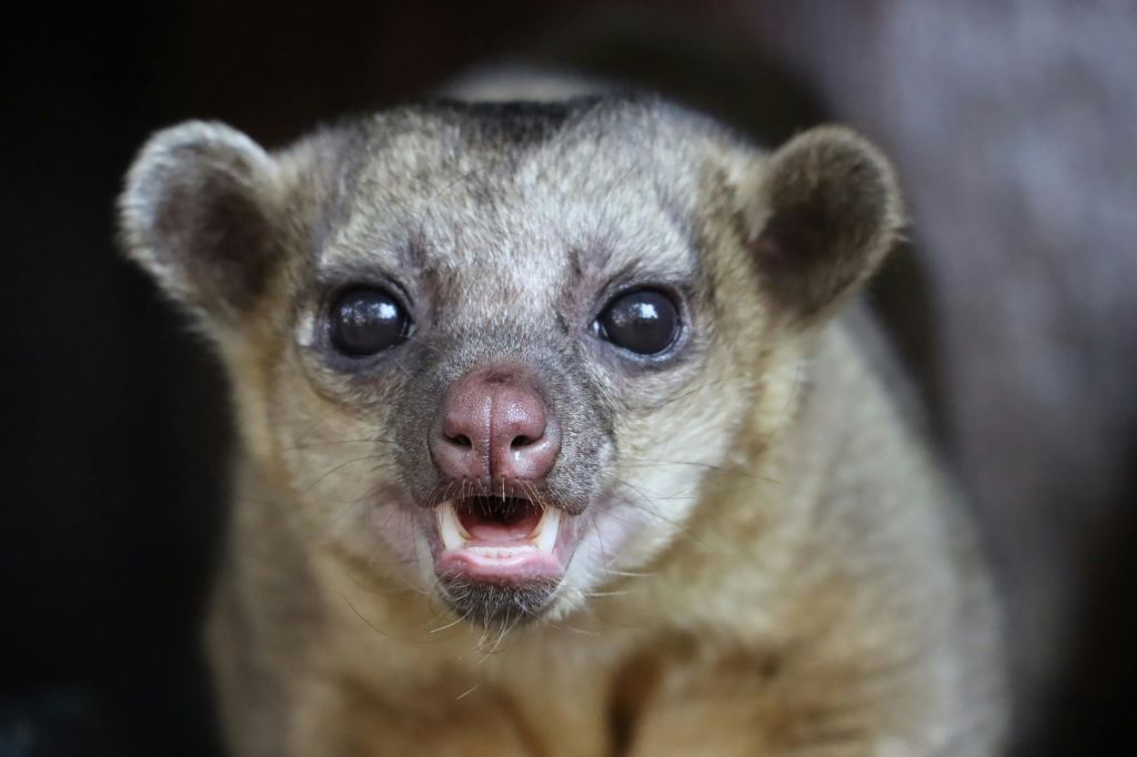 미친아쿠아리움과달라하라