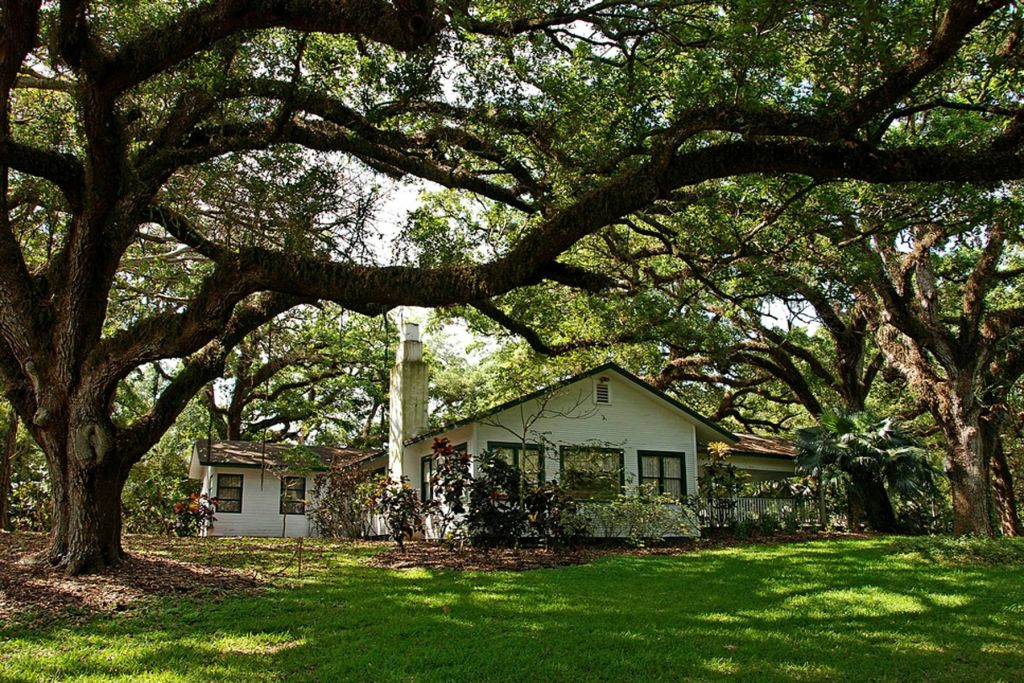 굴뚝이 있는 하얀 단층 주택은 앞마당에 울창한 녹지와 크고 넓게 펼쳐진 참나무로 둘러싸여 있습니다.