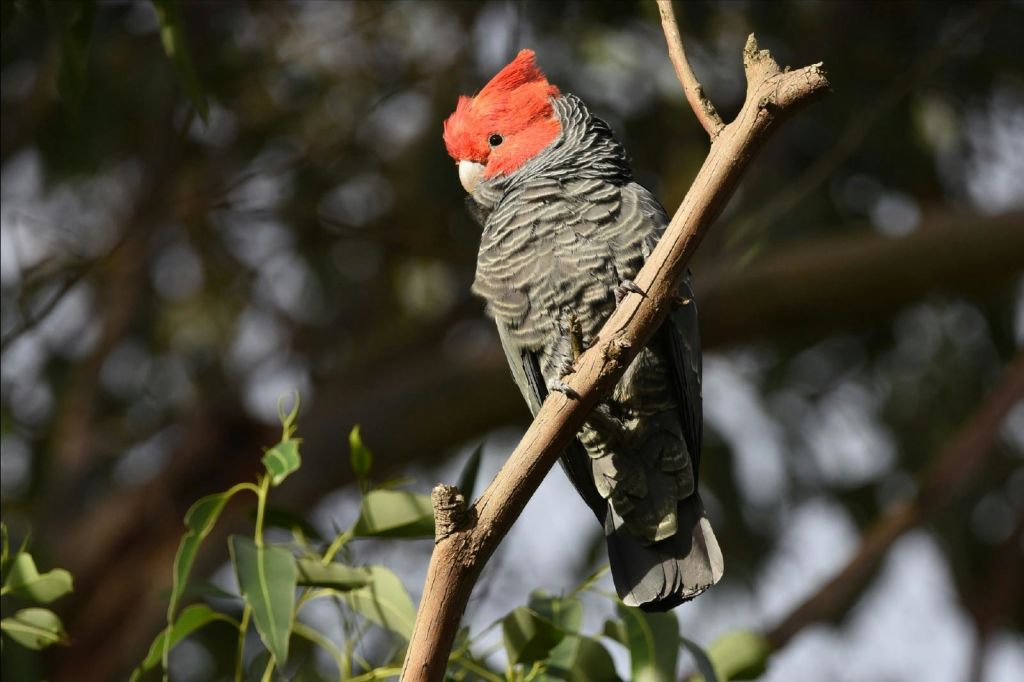 베스트 야생동물 투어