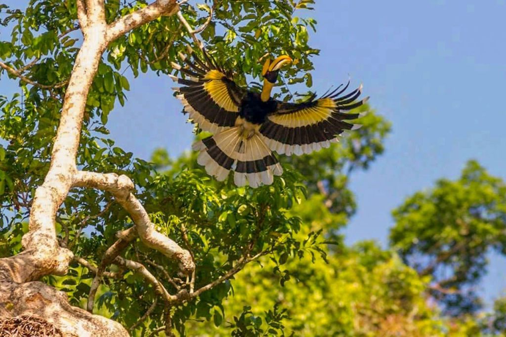 "흥미진진한 조류 어드벤처: 다양한 조류 종과 장엄한 혼빌을 만나보세요"