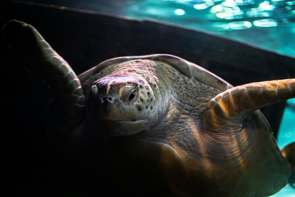 리플리스아쿠아리움오브더스모키스