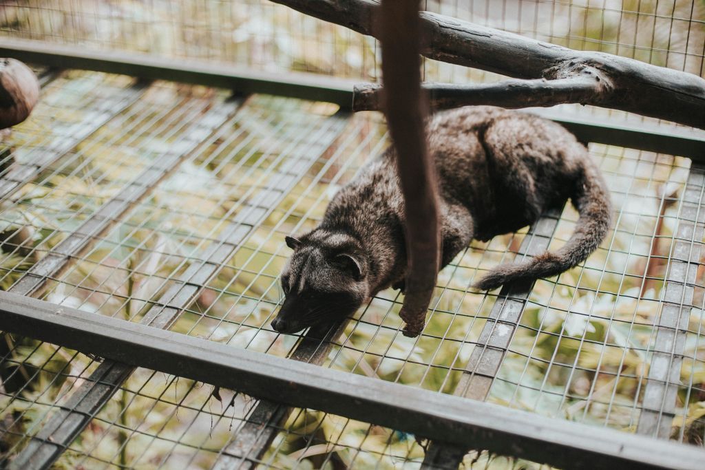 테갈랄랑 우붓 발리에서 즐기는 알라스하룸 농경 투어