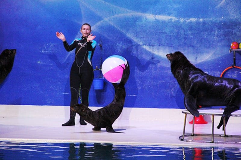 잠수복을 입은 트레이너가 파란색 배경 앞에서 코에 화려한 비치볼의 균형을 맞추는 물개를 향해 손을 뻗고 제스처를 취하고 있습니다.