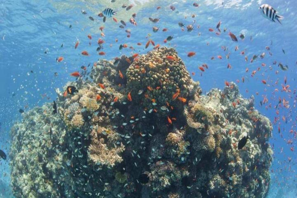 이집트 marsa-waves 투어