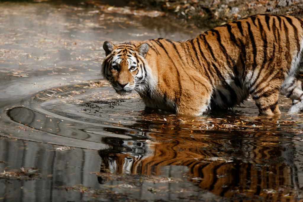 코펜하겐 동물원