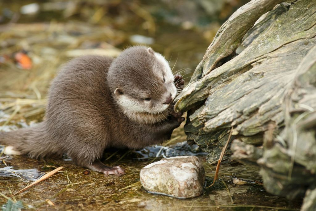 코펜하겐 동물원