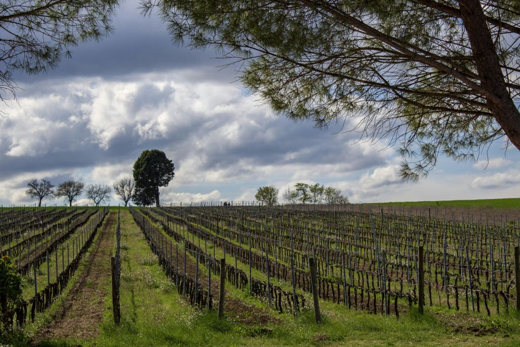 가지치기 후 사그란티노 와인 농장