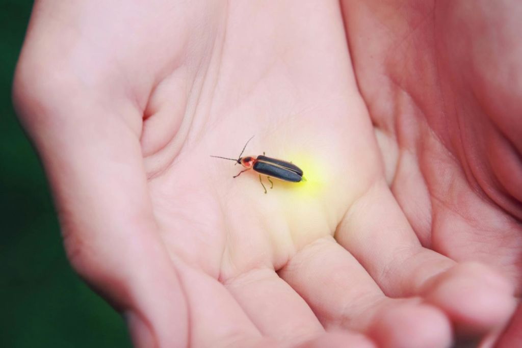 손에 잡히는 반딧불이