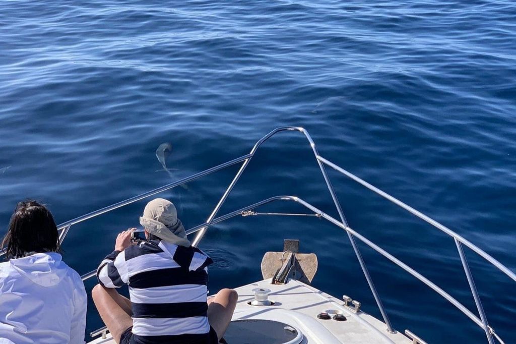 돌고래, 보트 여행, 우노 카나리아 제도 지키기