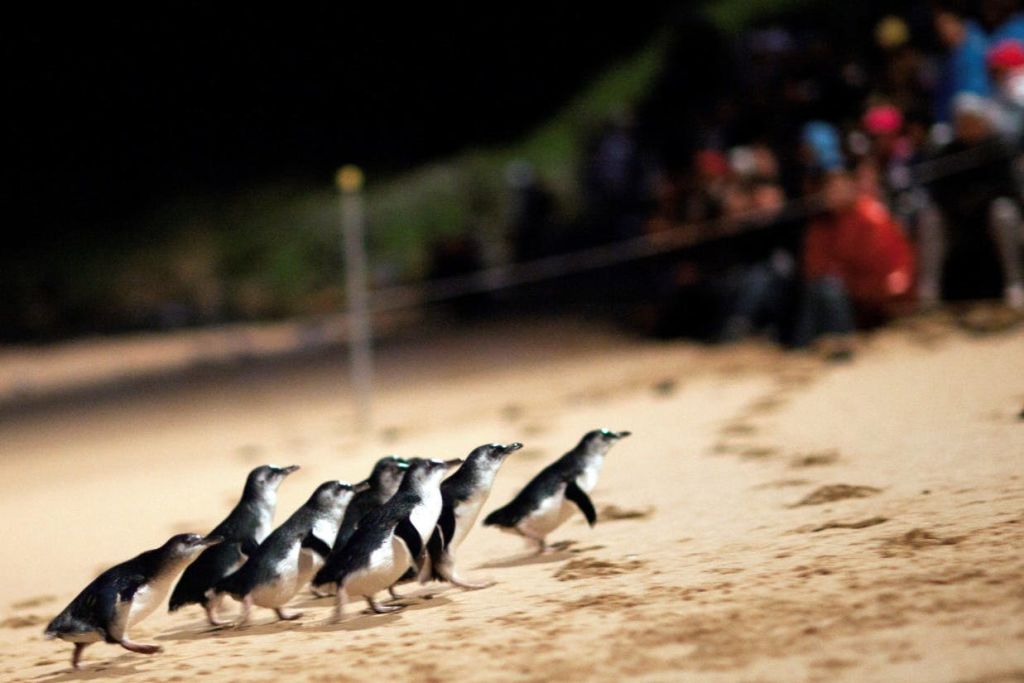 펭귄 퍼레이드 일반 입장