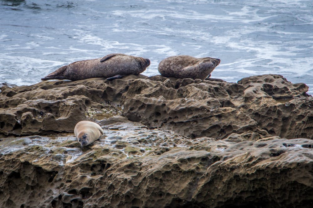 물결을 배경으로 바위 해안가에 세 마리의 바다표범이 서식하고 있습니다.