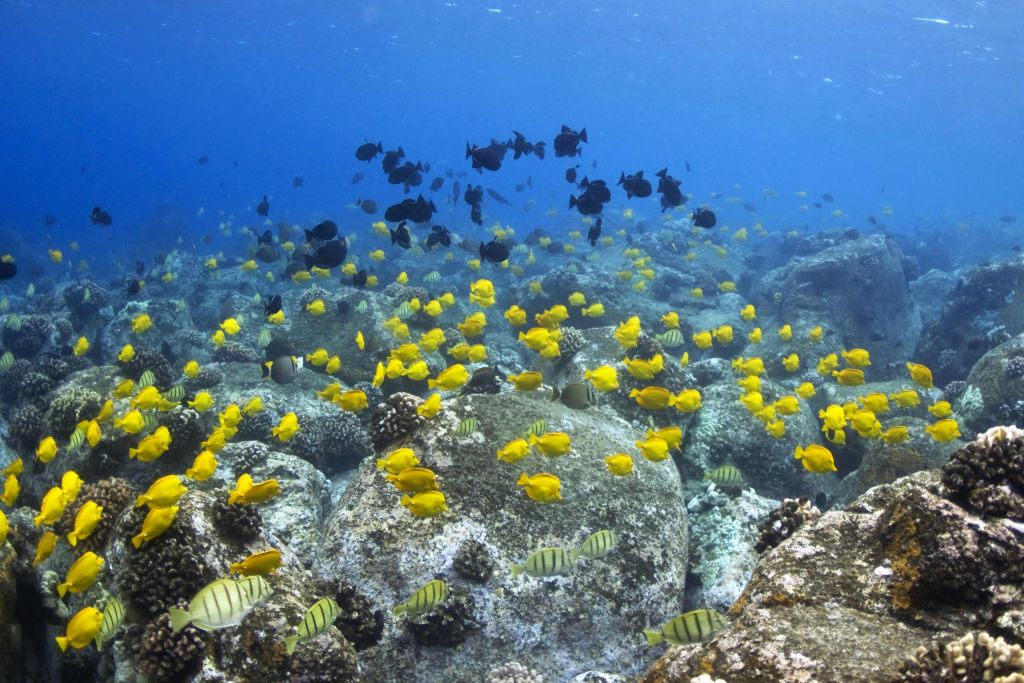 바위와 산호를 헤엄치는 노란색, 검은색, 줄무늬 물고기가 많은 수중 산호초 장면.