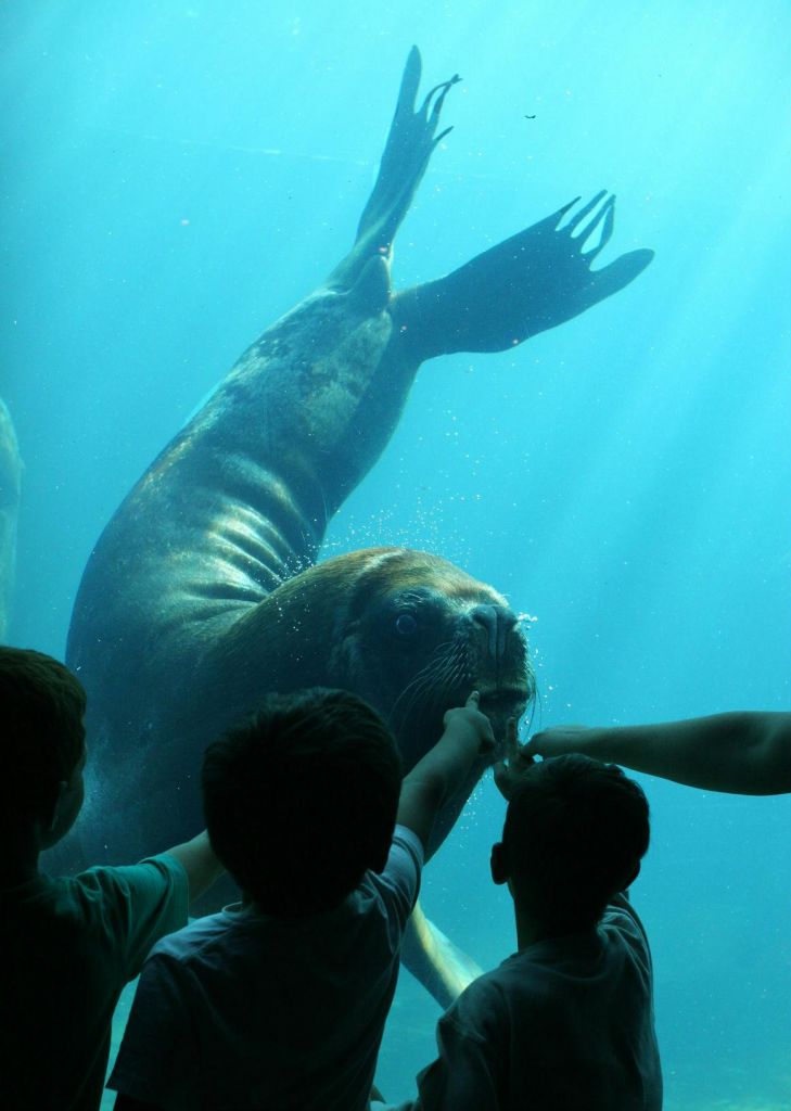 수족관에서 물속을 헤엄치는 바다사자를 가리키는 아이들.