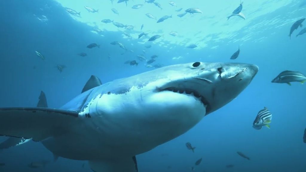 거대한 백상아리가 푸른 바다를 배경으로 작은 물고기들로 둘러싸인 수중에서 헤엄치고 있습니다.