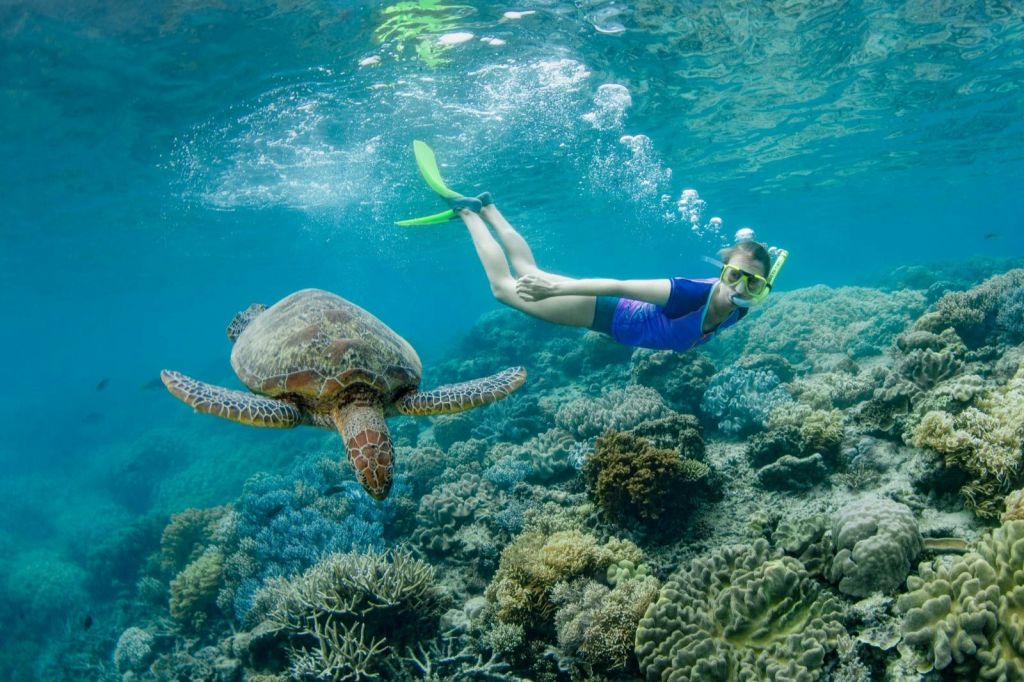 활기찬 산호초 위 바다거북 근처에서 스노클러가 물속을 헤엄치고 있습니다.