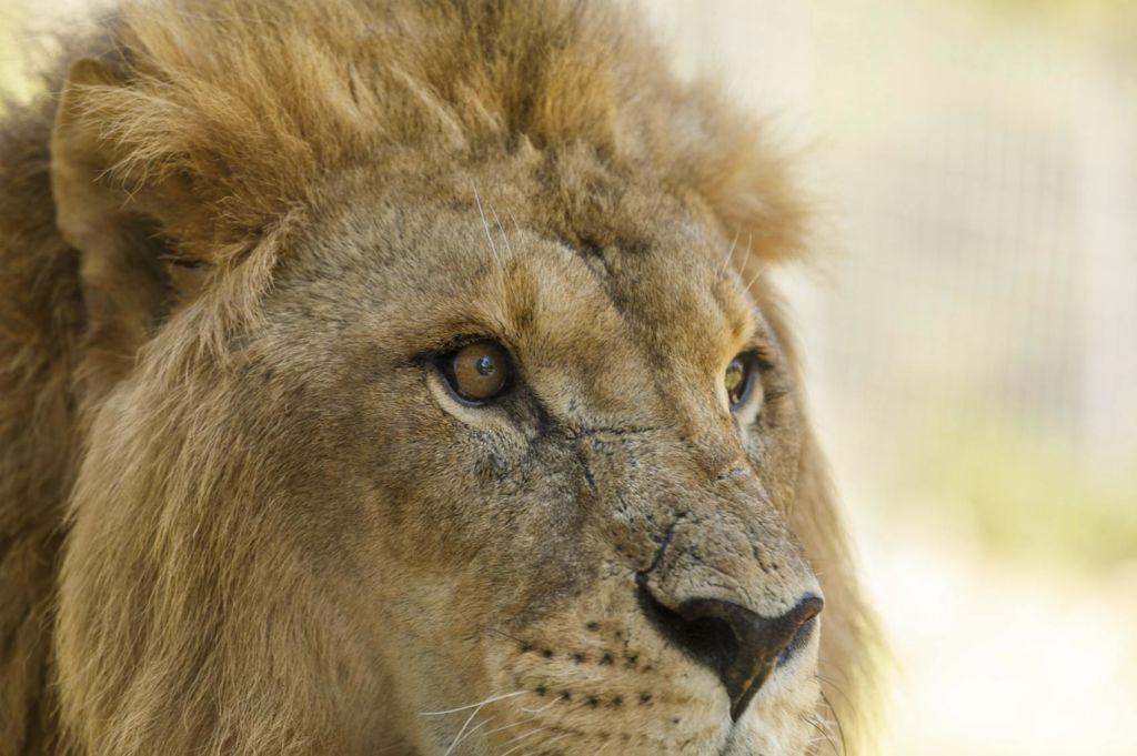 셀워 아벤투라 에스테포나: 입장권