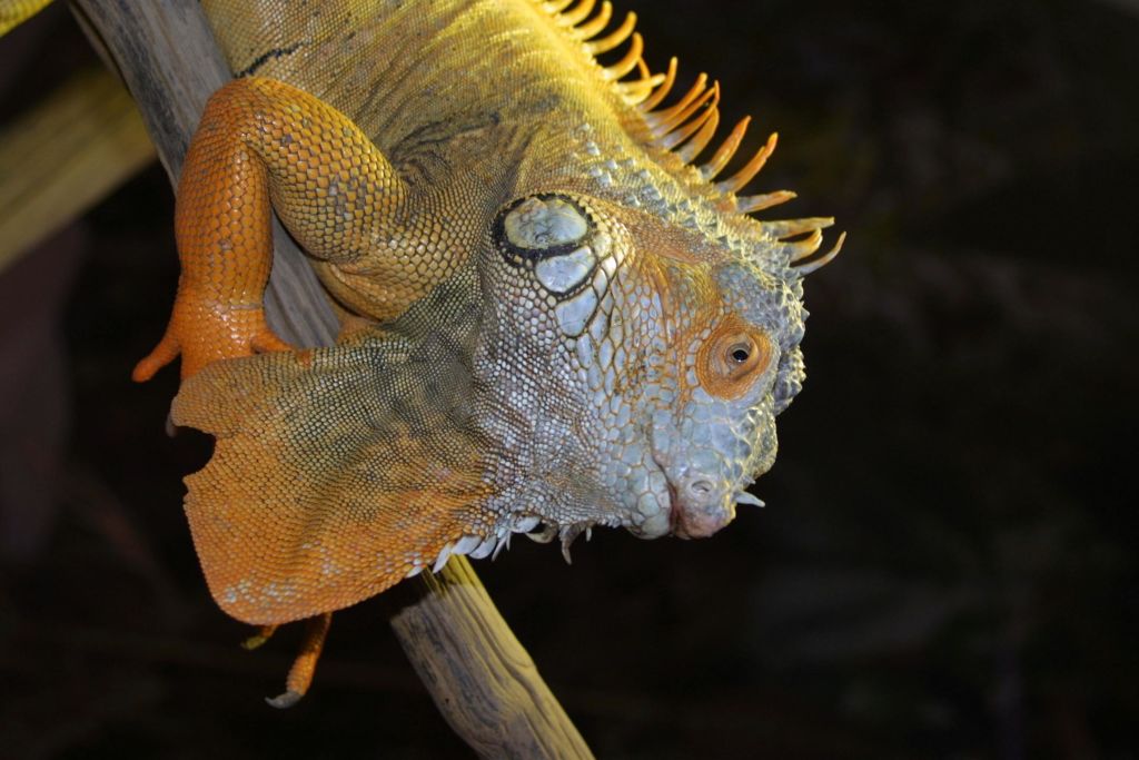 나뭇가지에 달린 이구아나의 클로즈업은 질감 있는 피부와 선명한 오렌지색과 녹색을 특징으로 합니다.