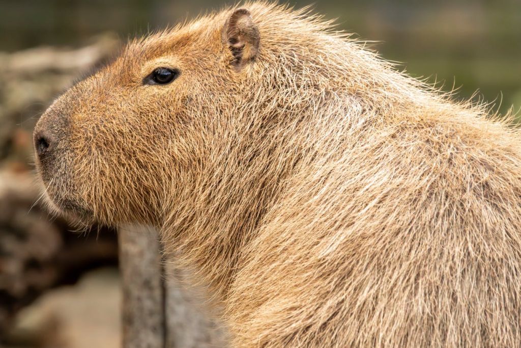 카피바라의 머리와 상체를 클로즈업하여 배경이 흐릿한 갈색 털과 작은 귀를 보여줍니다.