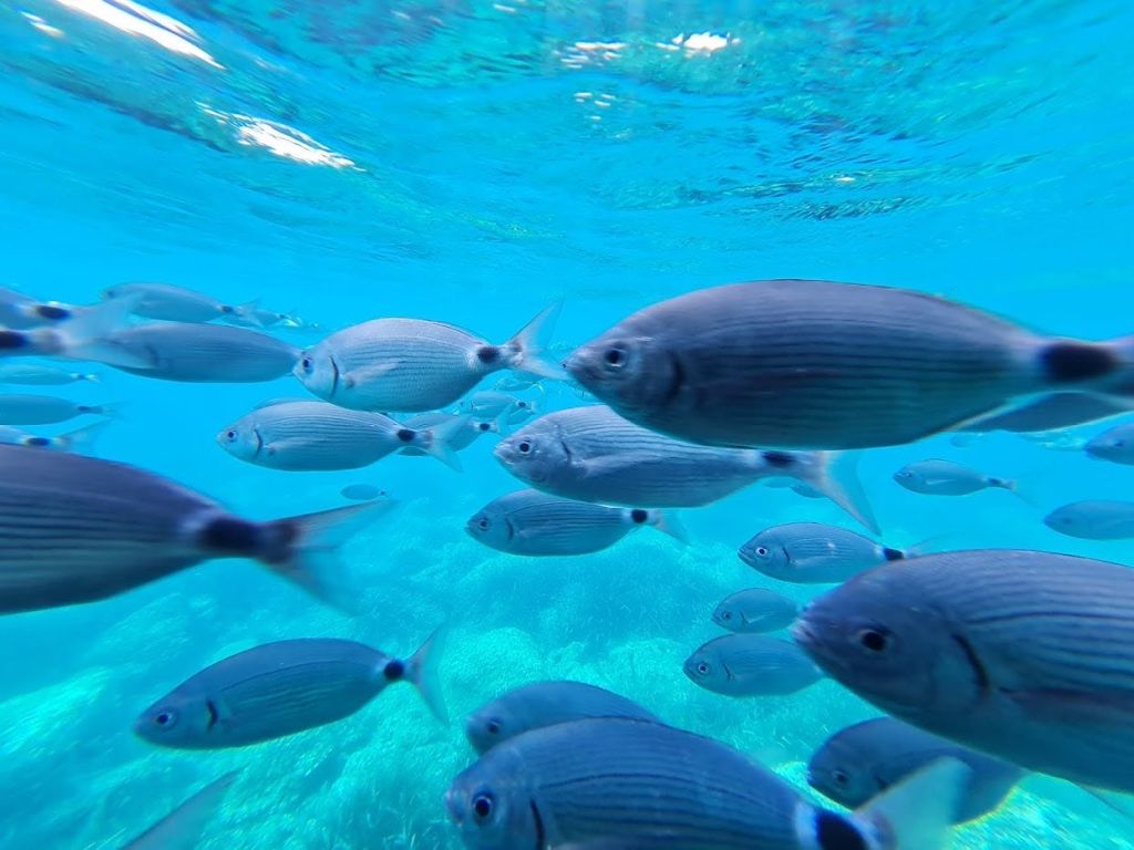 햇빛을 거르는 맑고 푸른 물에서 수영하는 은빛 물고기 학교.